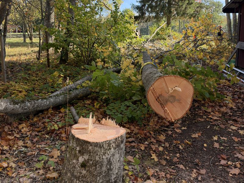 Stubbe och fälld stam efter gallring på en båtklubb på Väddö i Norrtälje