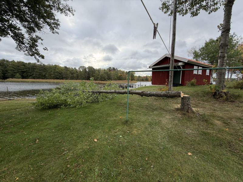 Fällt träd nära ett rött hus vid sjön på Väddö i Norrtälje