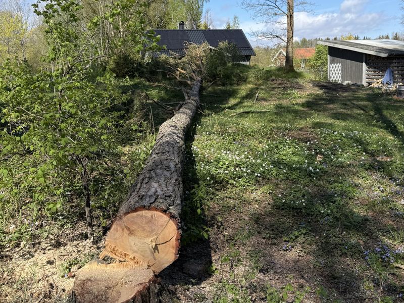 Fällt träd vid en sommarstuga på Väddö i Norrtälje
